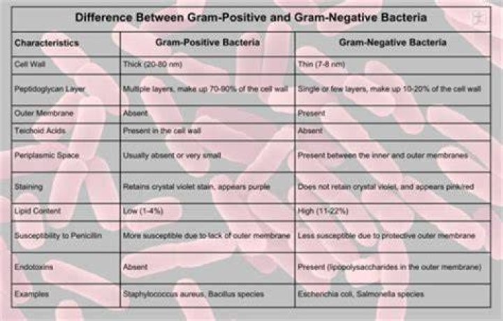 Can Gram positive bacteria causing meningitis