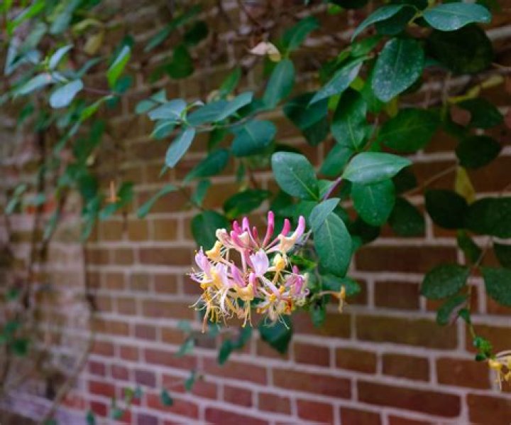 Can I grow honeysuckle on a north facing wall