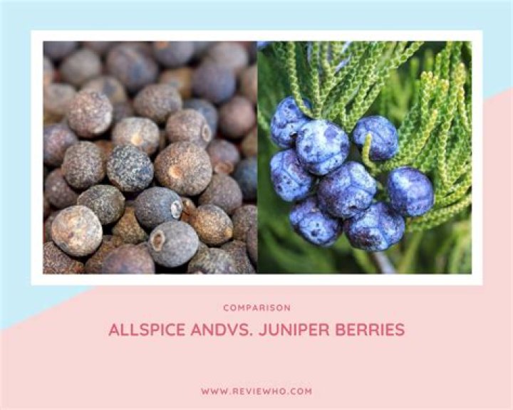 Can I use allspice instead of juniper berries