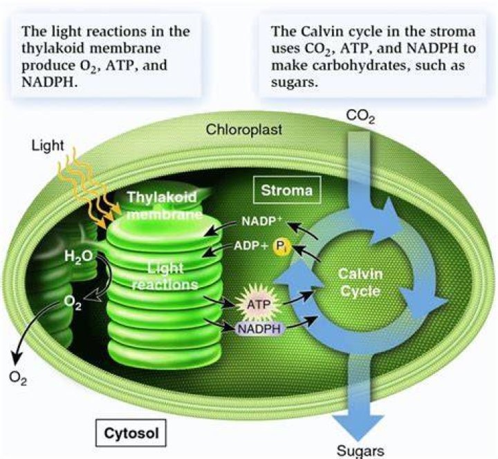 Can photosynthesis happen in artificial light