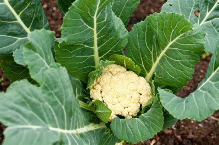 Can you eat the leaves of a cauliflower plant