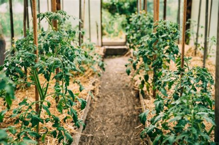 Can you grow tomatoes in greenhouse in winter