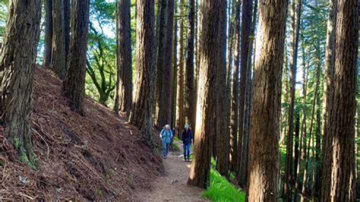 Can you hike Muir Woods without a reservation