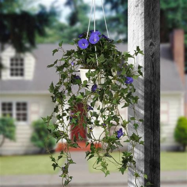 Can you plant morning glory in hanging basket