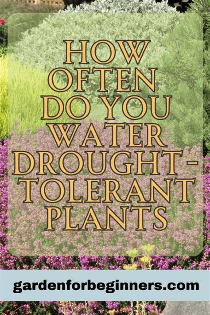 Do drought tolerant plants need to be watered