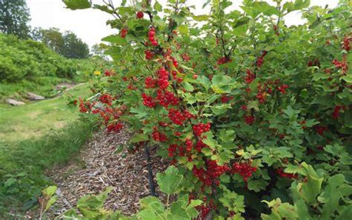 Do you need 2 currant bushes to produce fruit