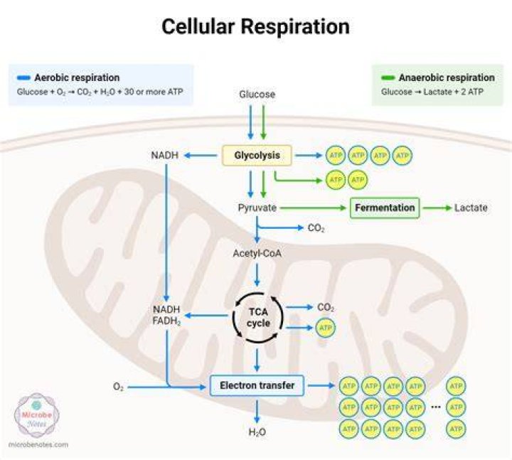 Does cellular respiration use energy coupling
