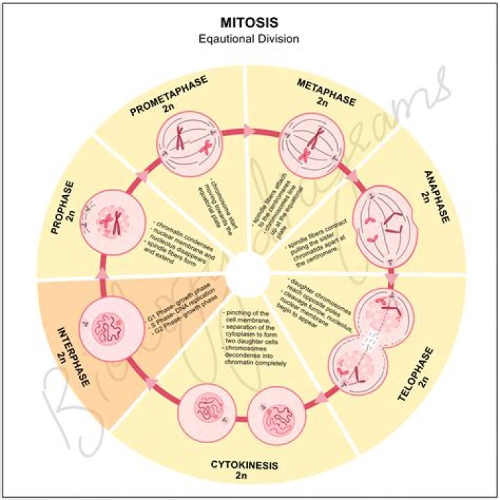 Does mitosis produce gametes or somatic cells
