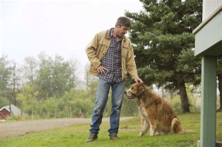 Does the dog die in the movie A Dogs Purpose