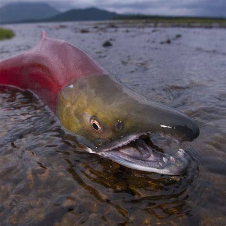 Does wild Alaskan sockeye salmon have mercury