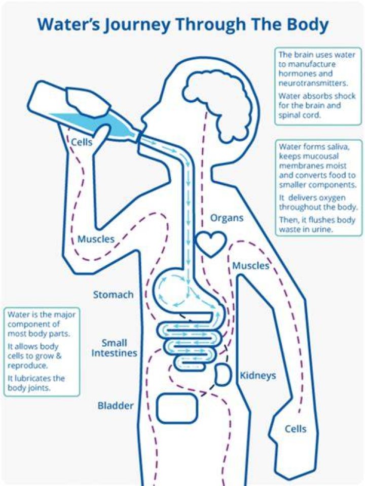 Does your body absorb all the water you drink