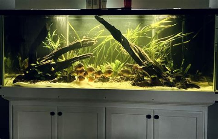 How big of a tank do you need for one piranha