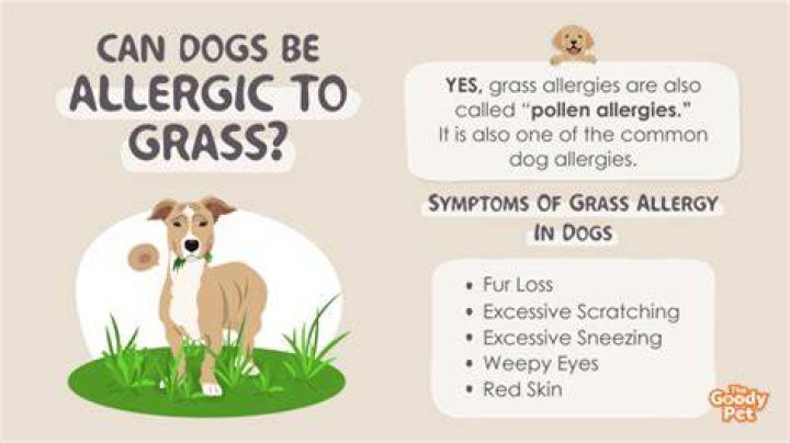 How can I tell if my dog is allergic to grass