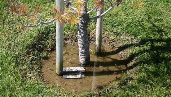 How can you tell if a fig tree is overwatered