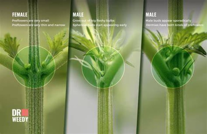 How can you tell if a tulip is male or female