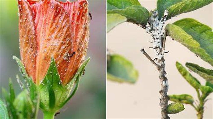 How do I get rid of bugs on my Christmas tree