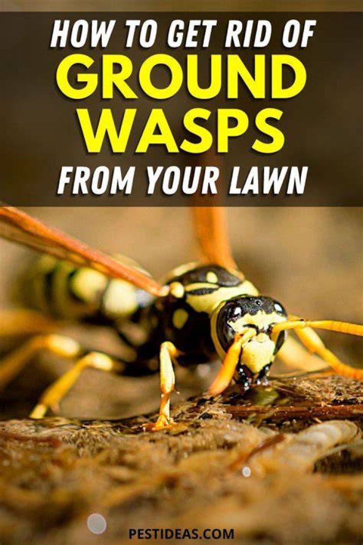 How do I get rid of wasps hovering on my lawn