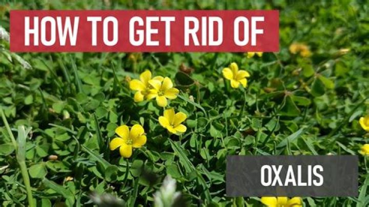 How do I get rid of yellow flowers in my lawn