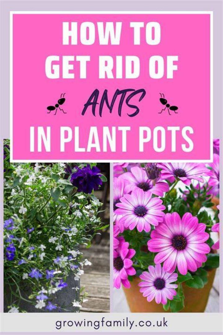 How do I keep ants out of my vegetable garden