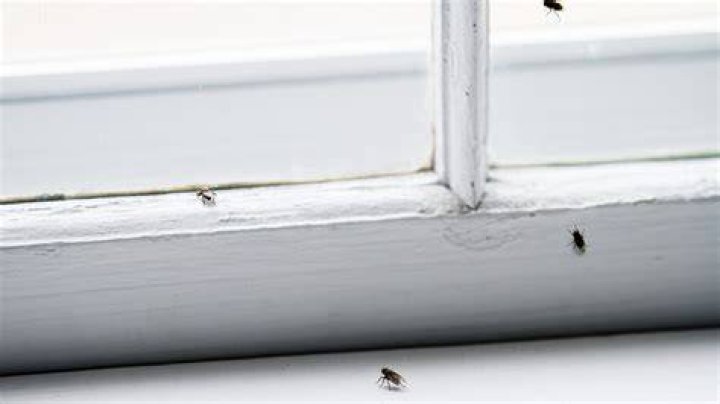 How do I keep bugs from coming into my window