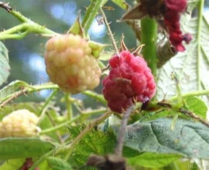 How do I keep bugs from eating my raspberries