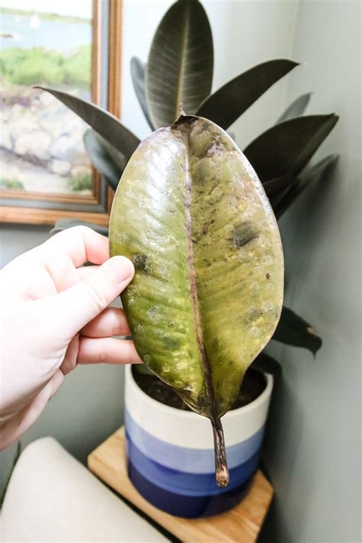 How do I treat brown spots on my rubber plant