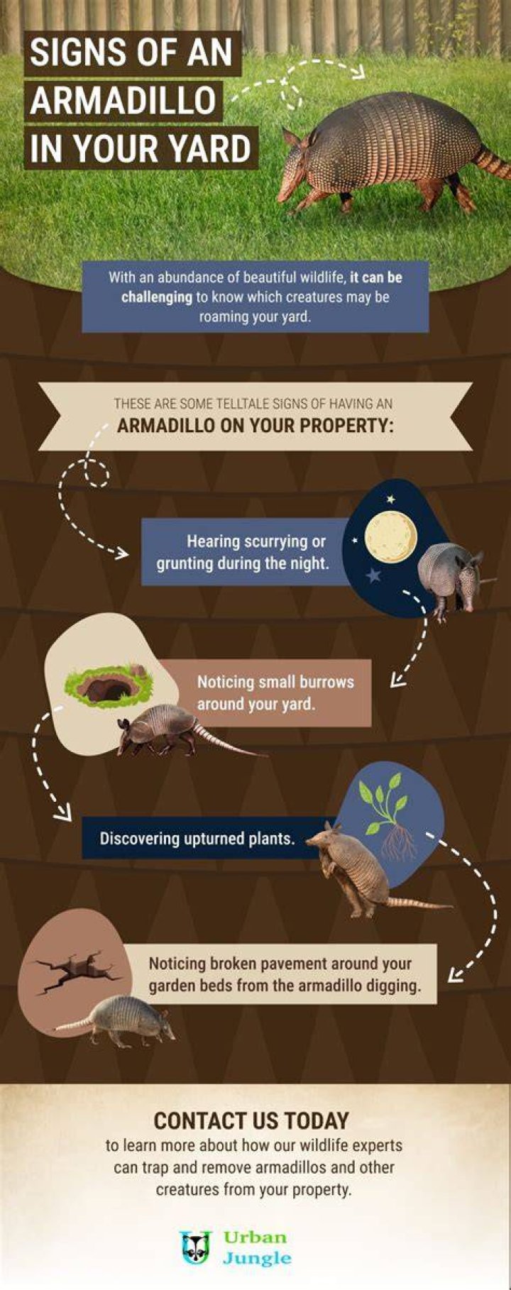 How do you get rid of armadillos in your yard