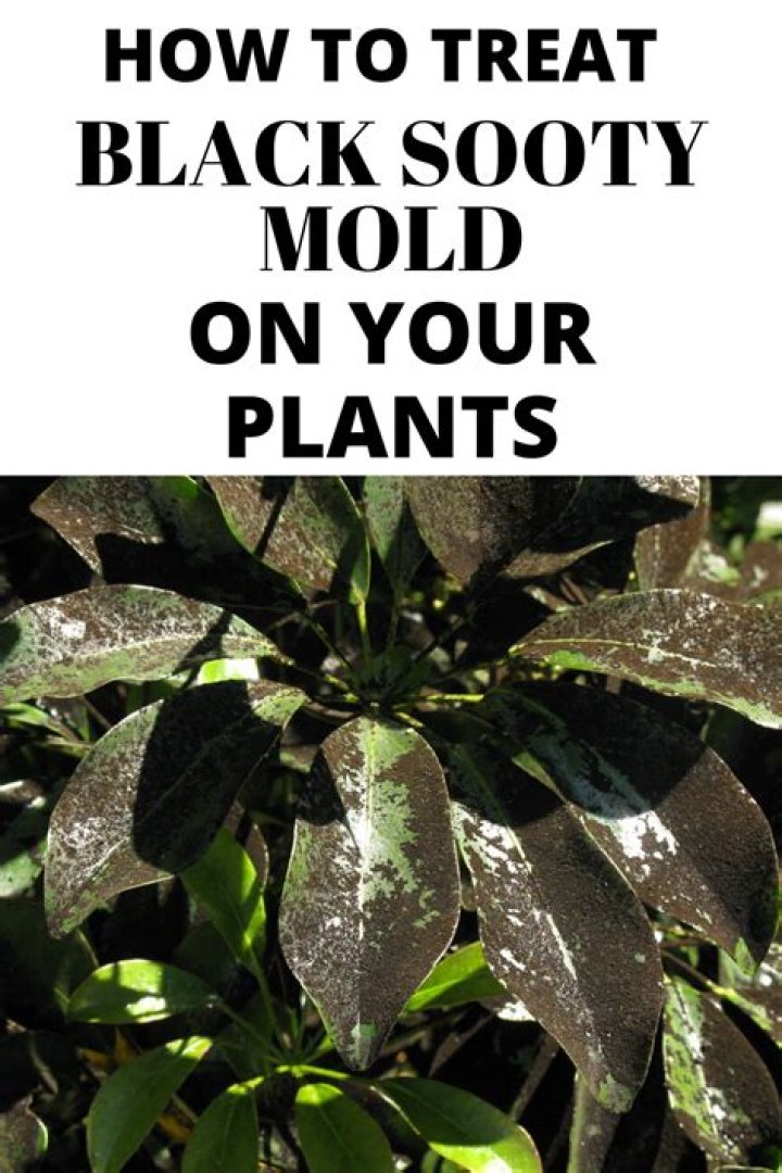 How do you get rid of black soot on gardenias