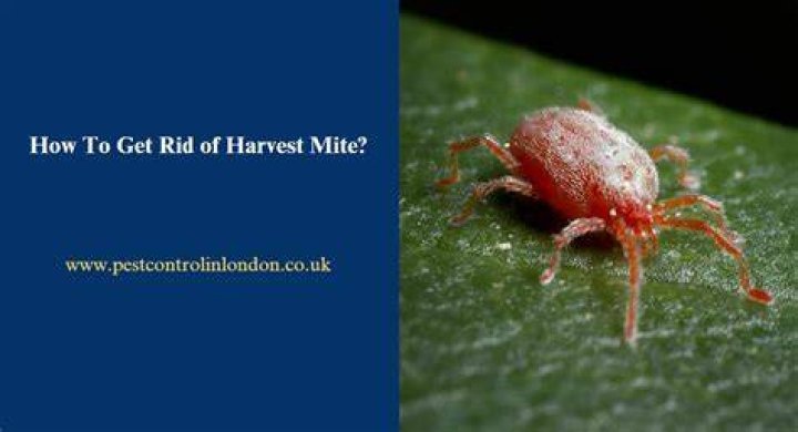 How do you get rid of harvest mites on humans