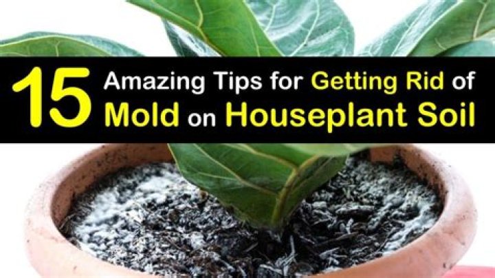 How do you get rid of mold in houseplant soil