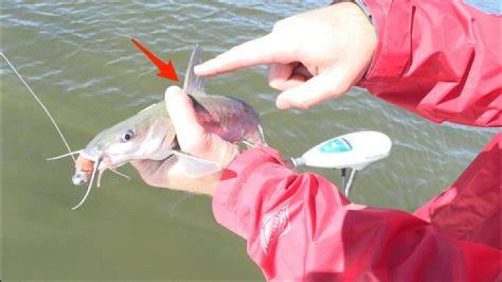 How do you hold a fish without getting finned