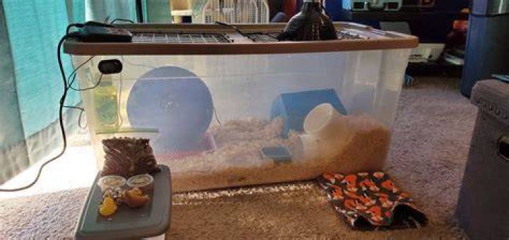 How do you keep a hedgehog cage from smelling