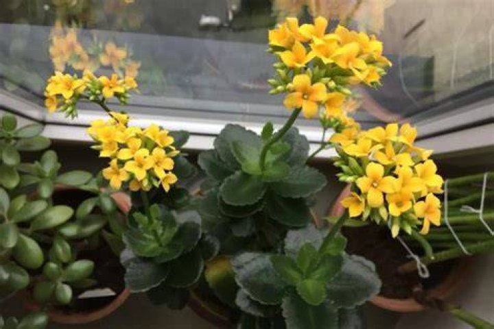 How do you keep kalanchoe alive in the winter