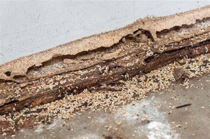 How do you know if you have termite droppings