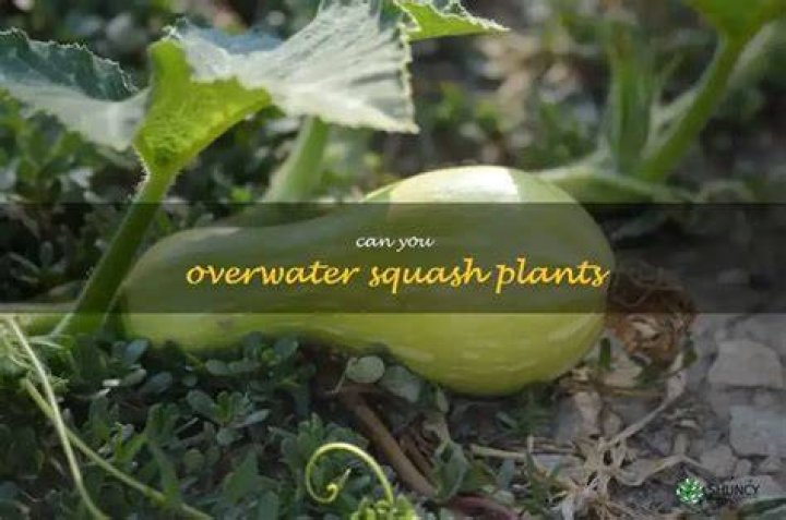 How do you know if youre overwatering squash