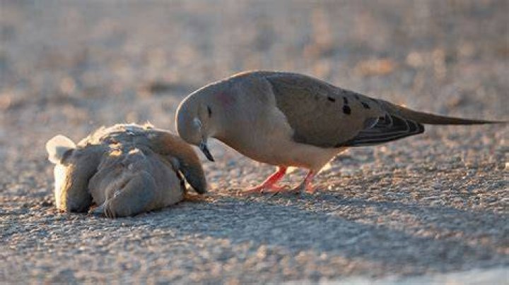 How do you know when a mourning dove is dying