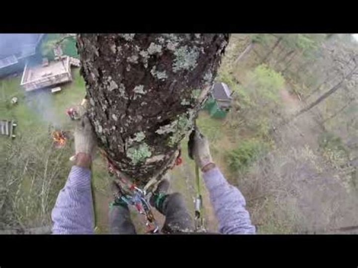 How do you know when a Norway spruce is dying