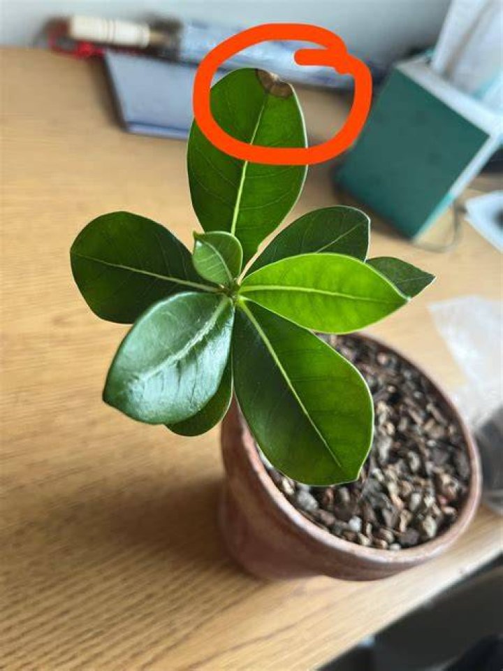 How do you know when a plant has gone dormant