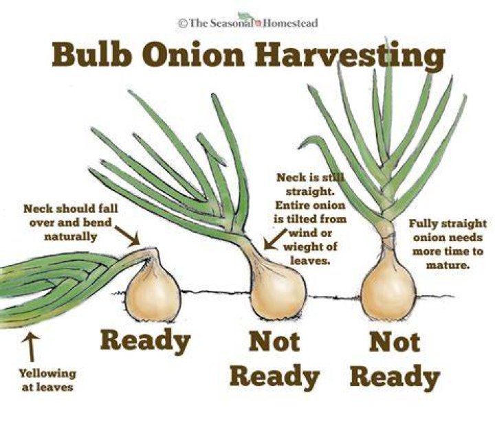 How do you know when onions are ready to pick