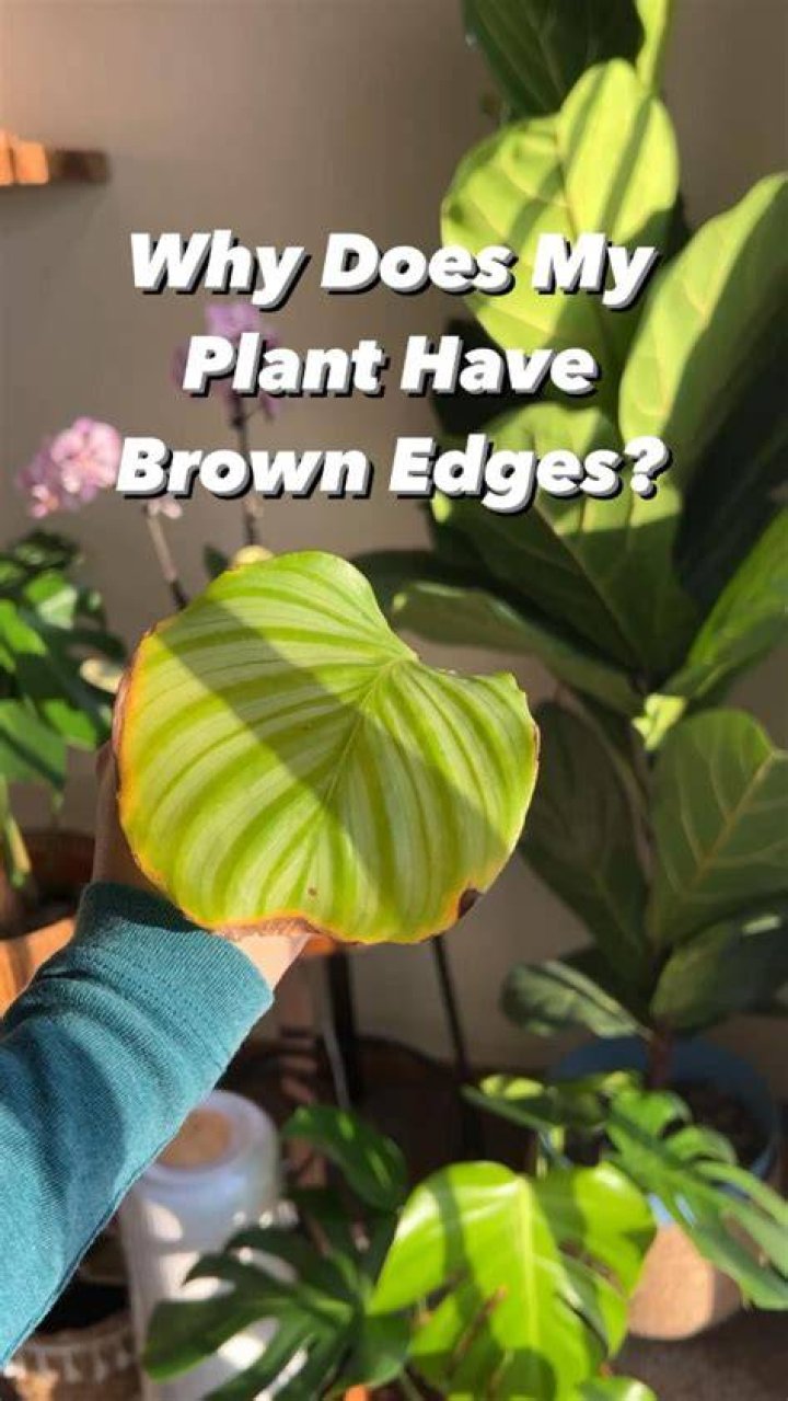 How do you make Brown leaves turn green again