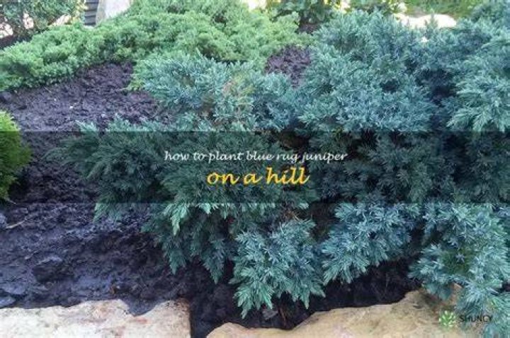 How do you plant a Blue Rug Juniper on a hill