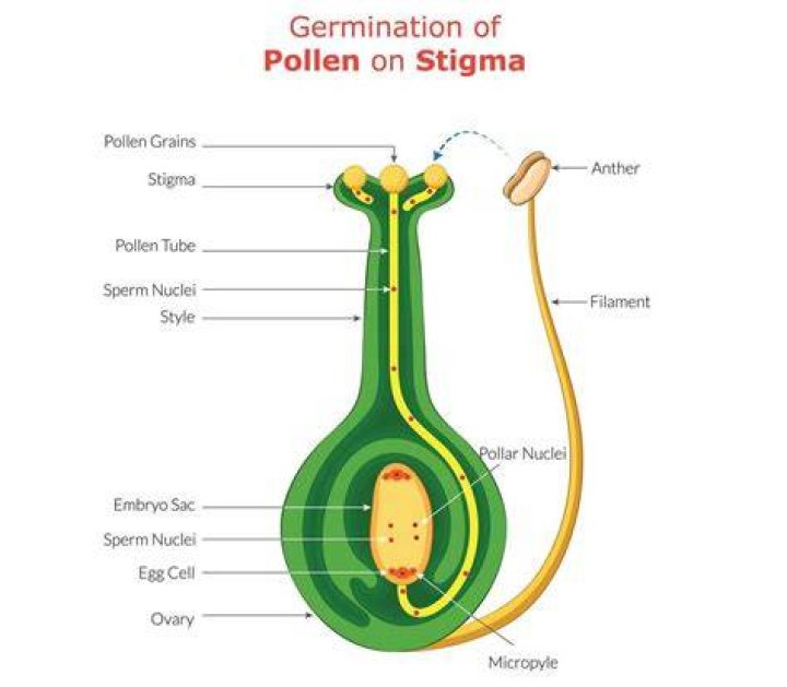 How do you prepare a pollen germination slide