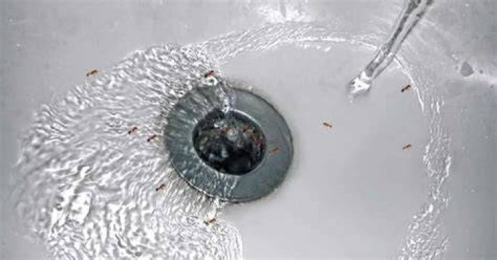 How do you stop ants from coming up the drain