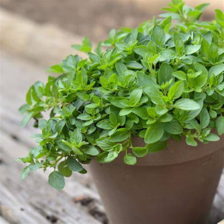 How do you take care of oregano in the winter