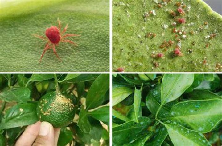 How do you treat spider mites on citrus trees