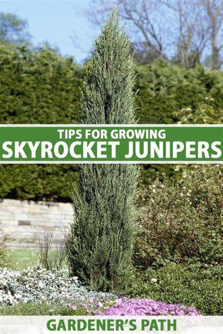 How far apart do you plant Skyrocket junipers