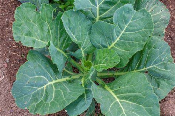 How late in the season can you plant collards