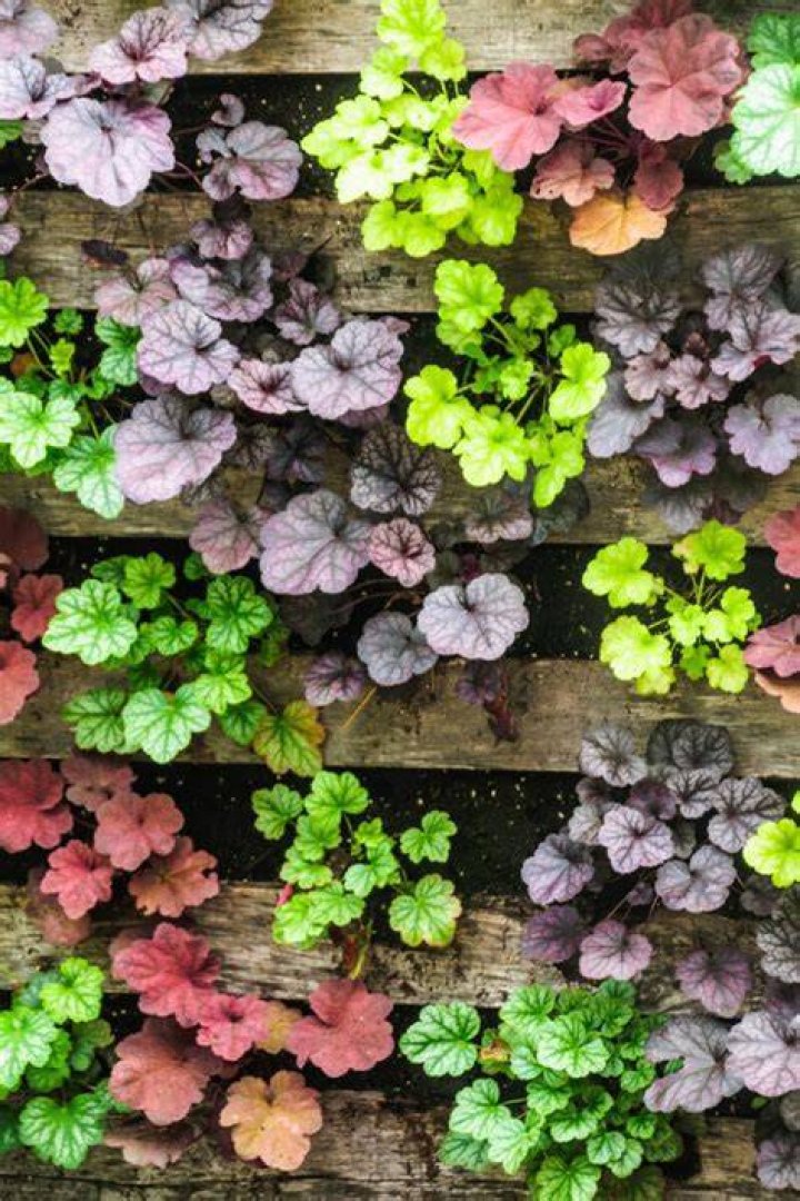 How long does Heuchera take to grow from seed