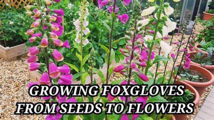 How long does it take for foxgloves to flower