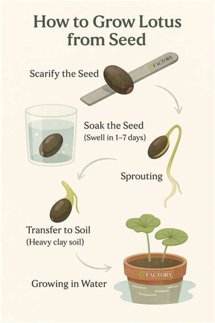 How long does it take to grow lotus from seed